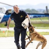 La formation des chiens doit être davantage contrôlée selon le Conseil d'Etat valaisan (photo d'illustration). KEYSTONE/ALEXANDRA WEY